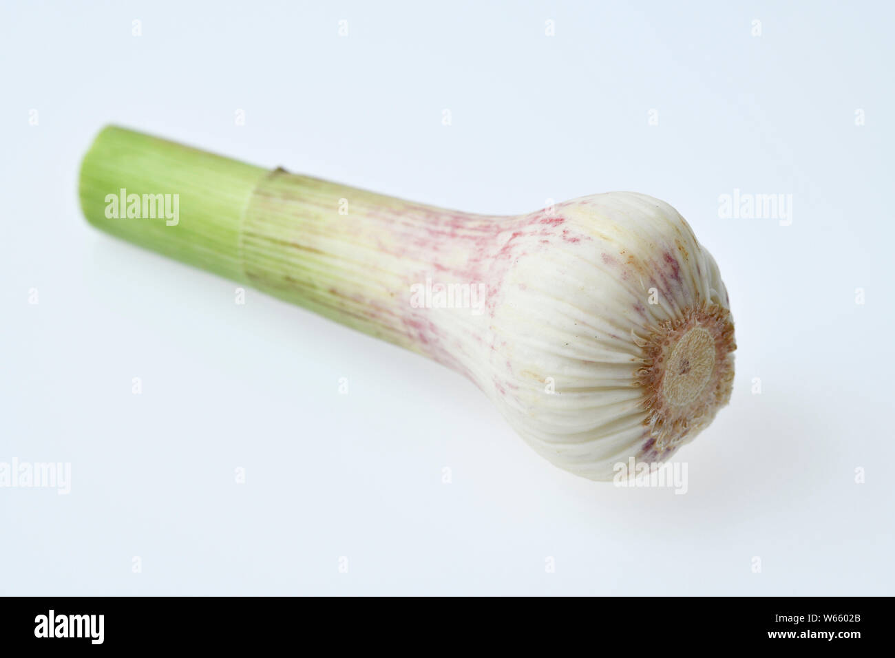 fresh garlic, Allium sativum Stock Photo