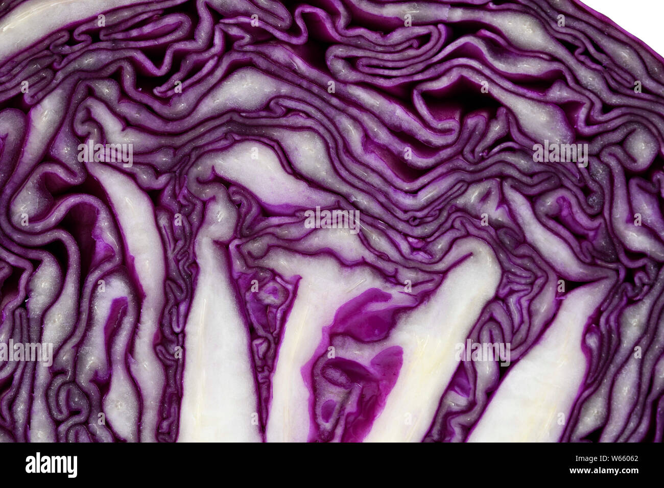 red cabbage, Brassica oleracea convar. capitata var. rubra Stock Photo