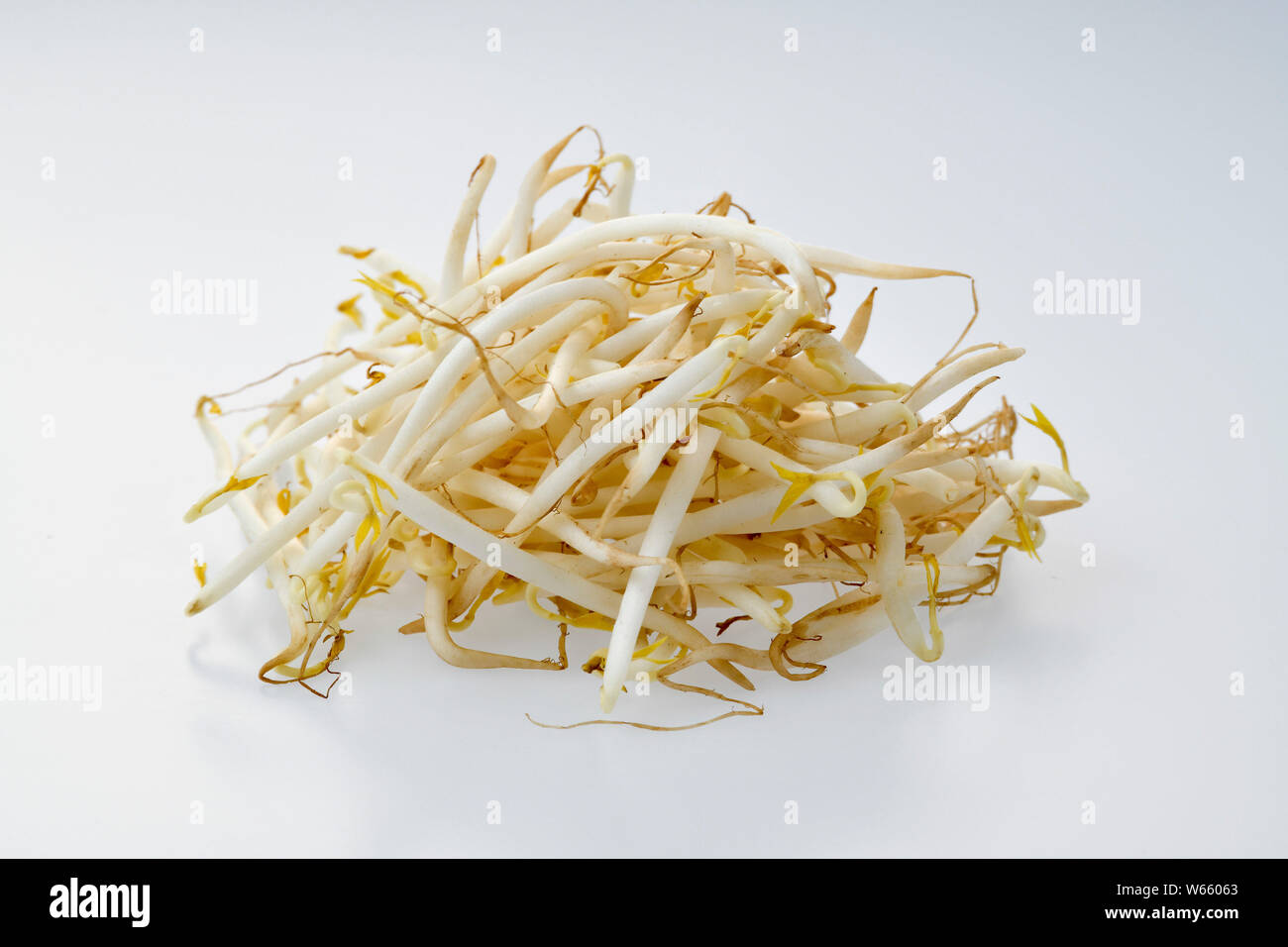 soybean sprouts Stock Photo