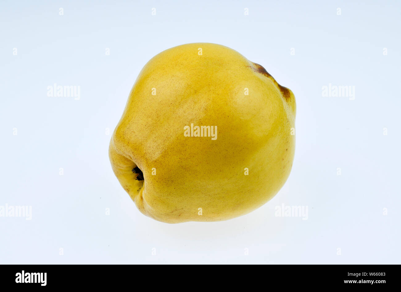 Common Quince, Cydonia oblonga Stock Photo