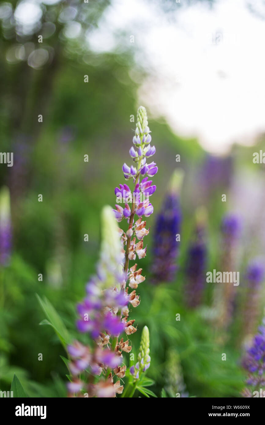 Purple wild flowers on sunset field. Concept of nature flowers for text Stock Photo