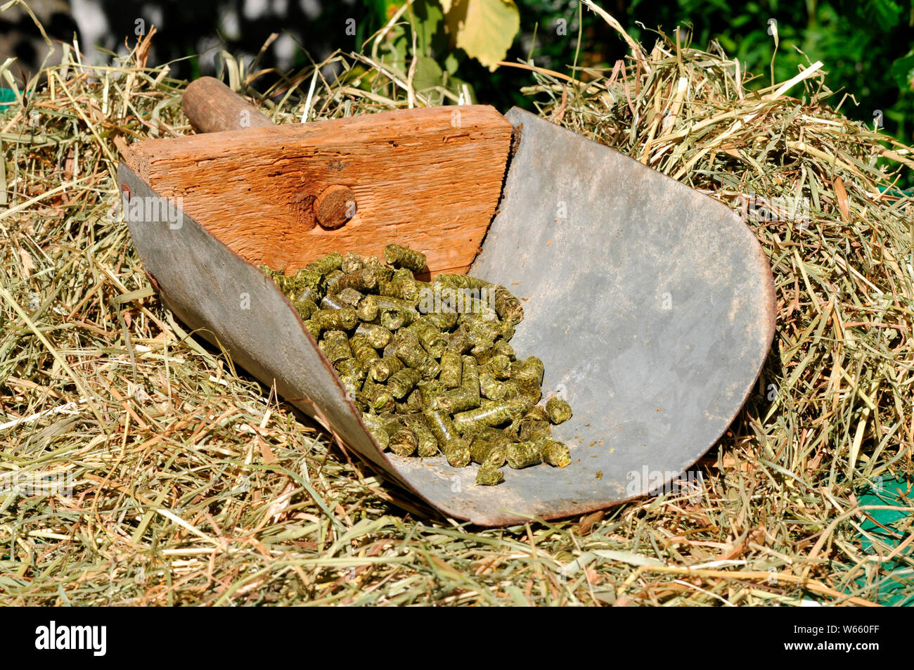 Alfalfa Pellets, alfalfa cube, alfalfa cubes Stock Photo