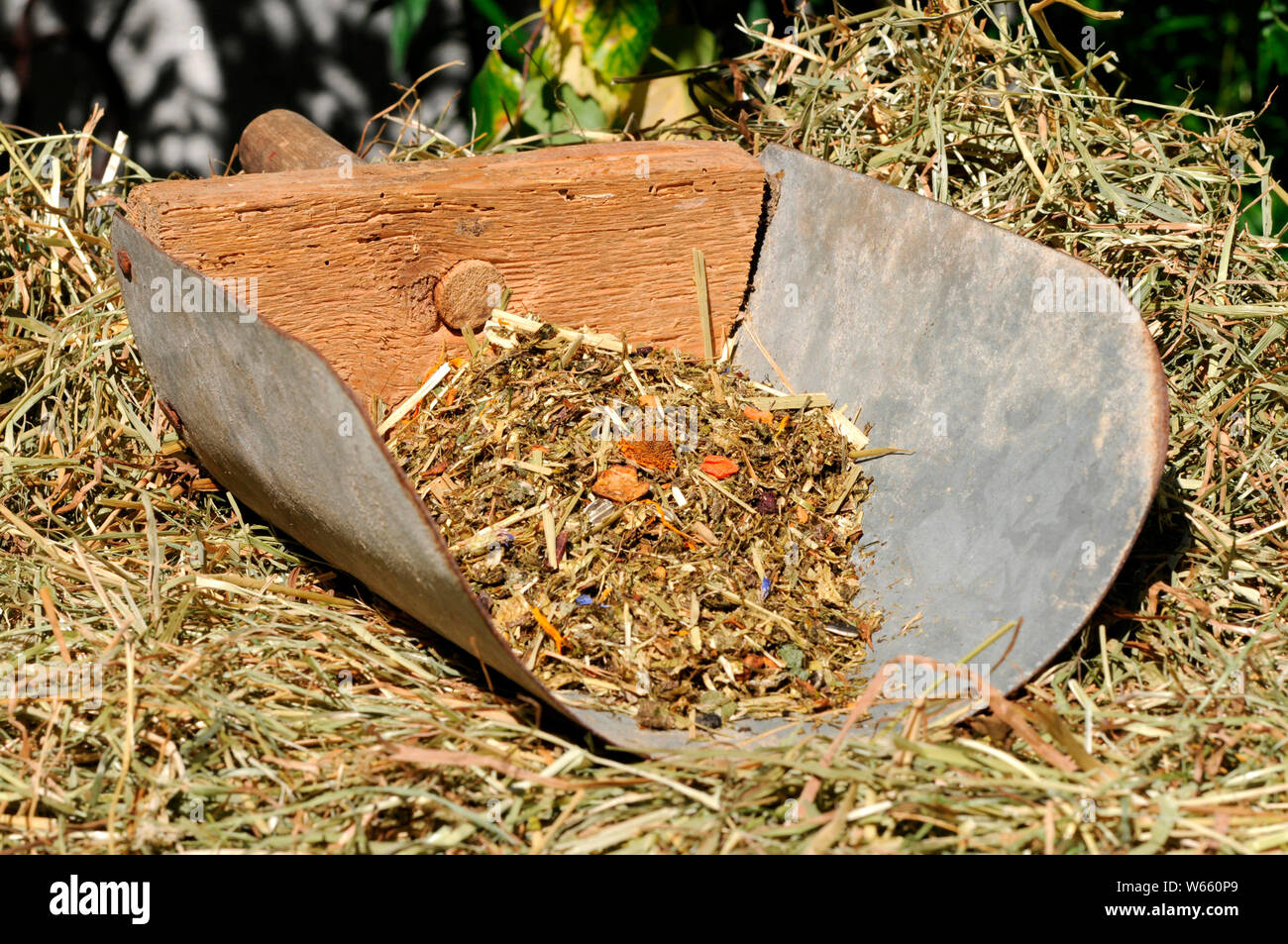 Horse Feed without cereals Stock Photo