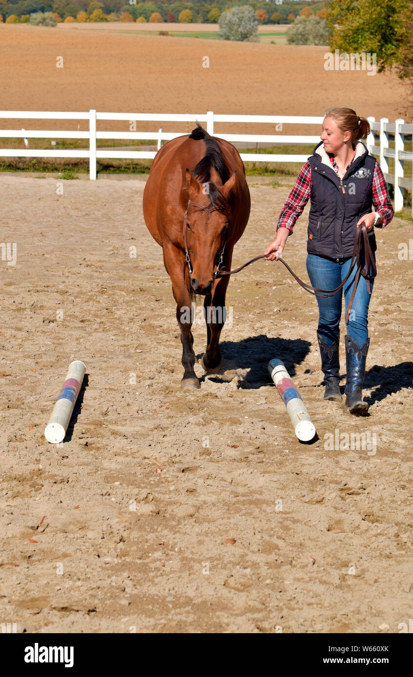 Horse Training, American Quarter Horse, western horse, western riding, ground work, young horse, leading, rails, rail Stock Photo