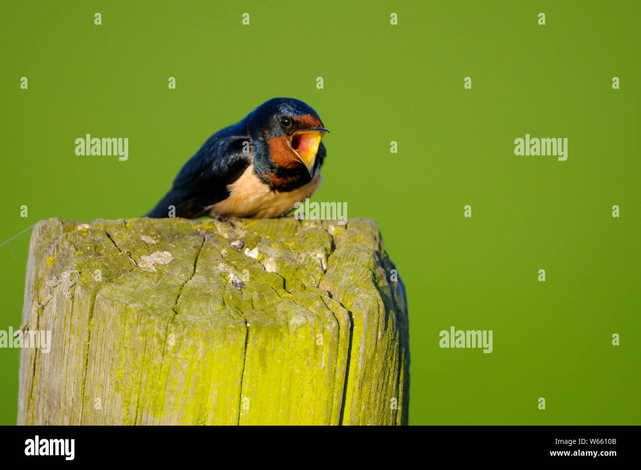Swallow, may, Gelderland, Netherlands, (Hirundo rustica) Stock Photo