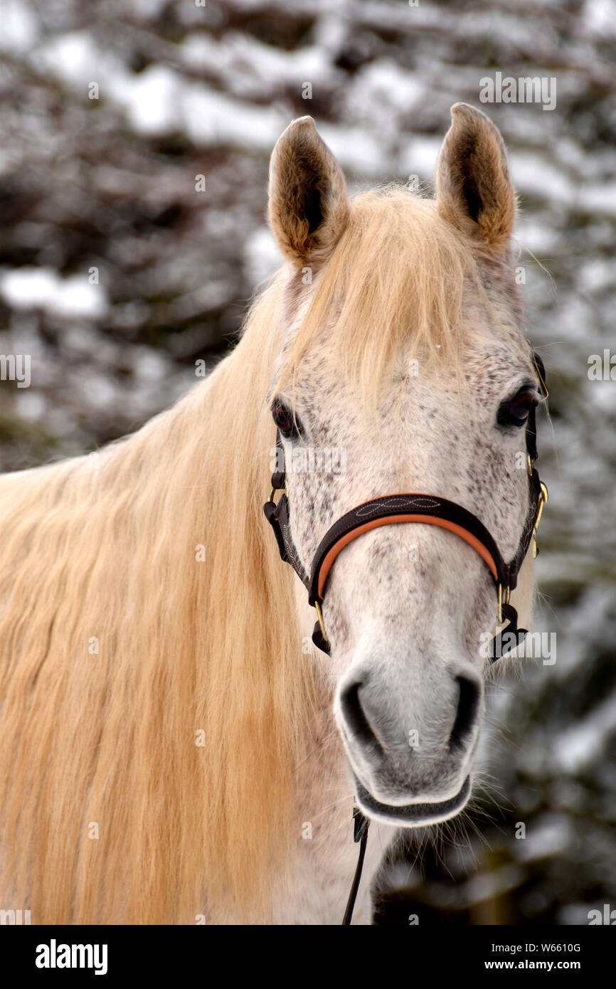 Arabian Horse, grey, gray, flea-bitten, gelding Stock Photo