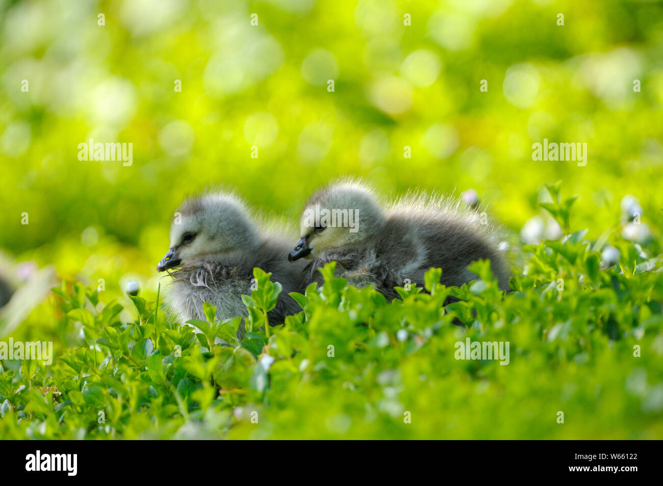 Barnacle Goose, chicks, may, Bottrop, Ruhr Area, North Rhine-Westphalia, Germany, (Branta leucopsis) Stock Photo