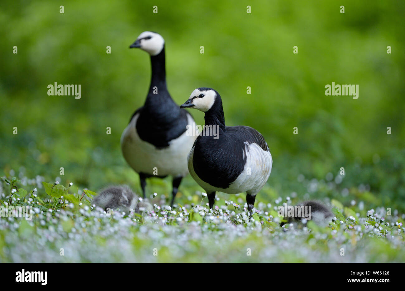 Barnacle Goose, couple and chicks, may, Bottrop, Ruhr Area, North Rhine-Westphalia, Germany, (Branta leucopsis) Stock Photo