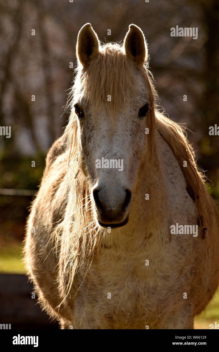 Dirty Horse, grey, gray Stock Photo