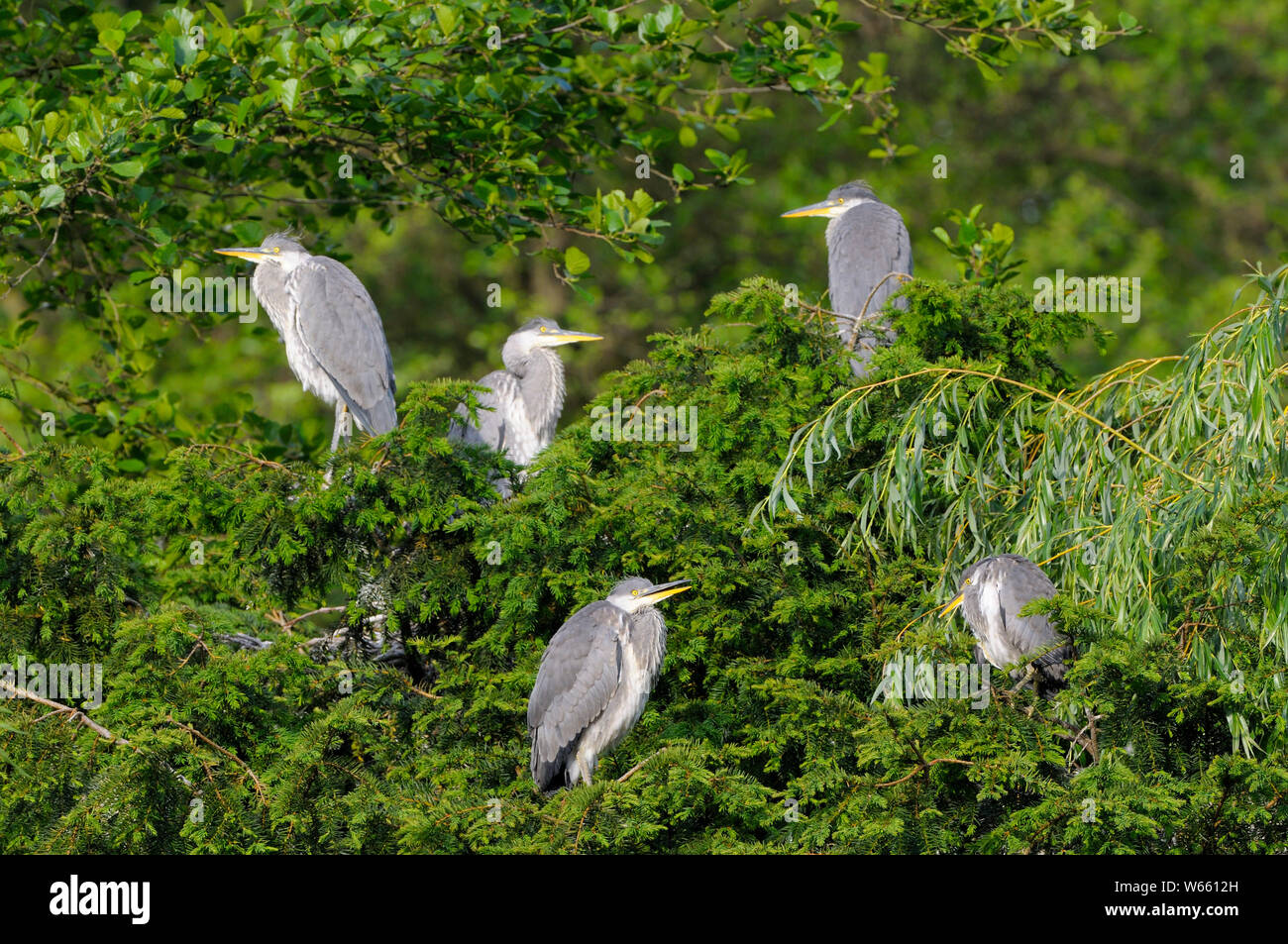 Grey Heron, young birds, may, Bottrop, Ruhr Area, North Rhine-Westphalia, Germany, (Ardea cinerea) Stock Photo