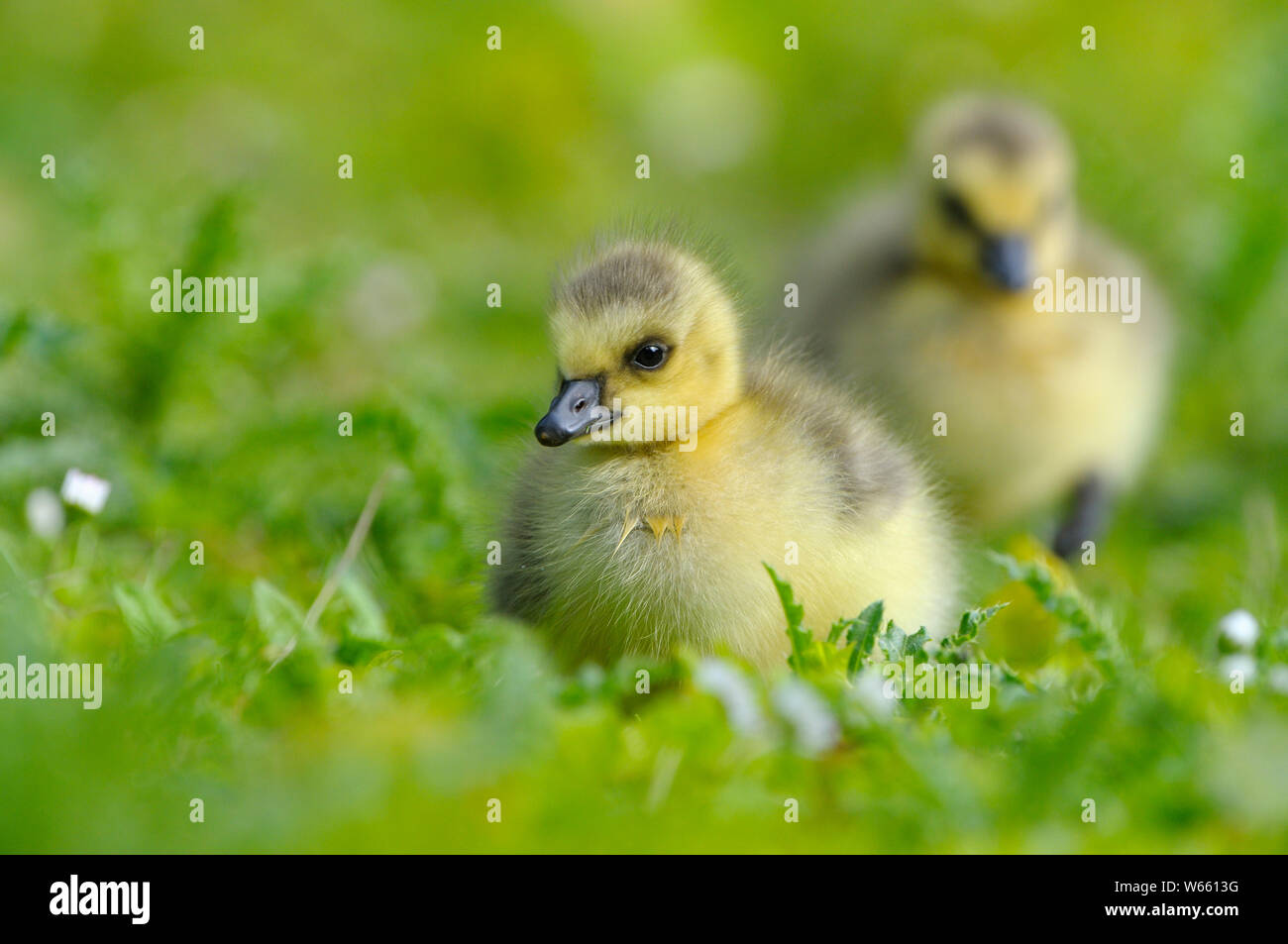 Canada Goose, chicks, may, Bottrop, Ruhr Area, North Rhine-Westphalia, Germany, (Branta canadensis) Stock Photo