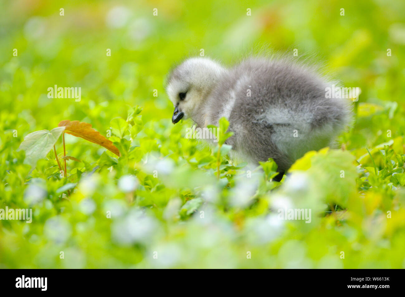 Barnacle Goose, chick, may, Bottrop, Ruhr Area, North Rhine-Westphalia, Germany, (Branta leucopsis) Stock Photo