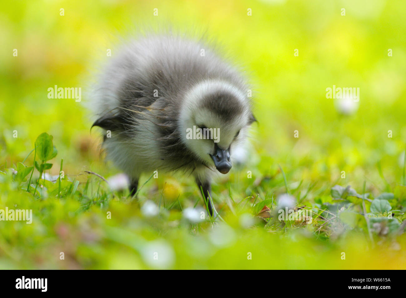 Barnacle Goose, chick, may, Bottrop, Ruhr Area, North Rhine-Westphalia, Germany, (Branta leucopsis) Stock Photo