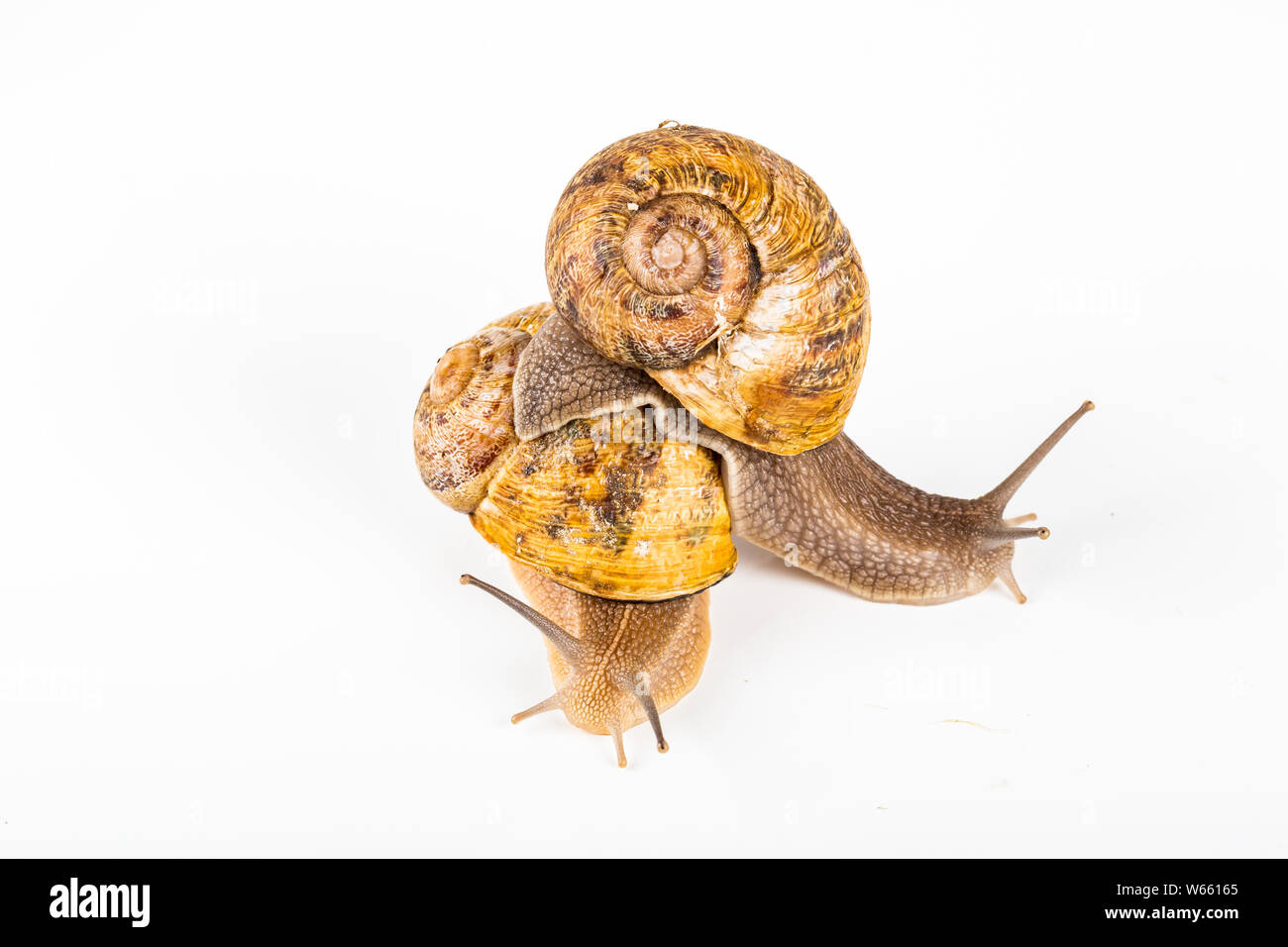 Two big brown snails at reproduction time, on white background Stock Photo Alamy