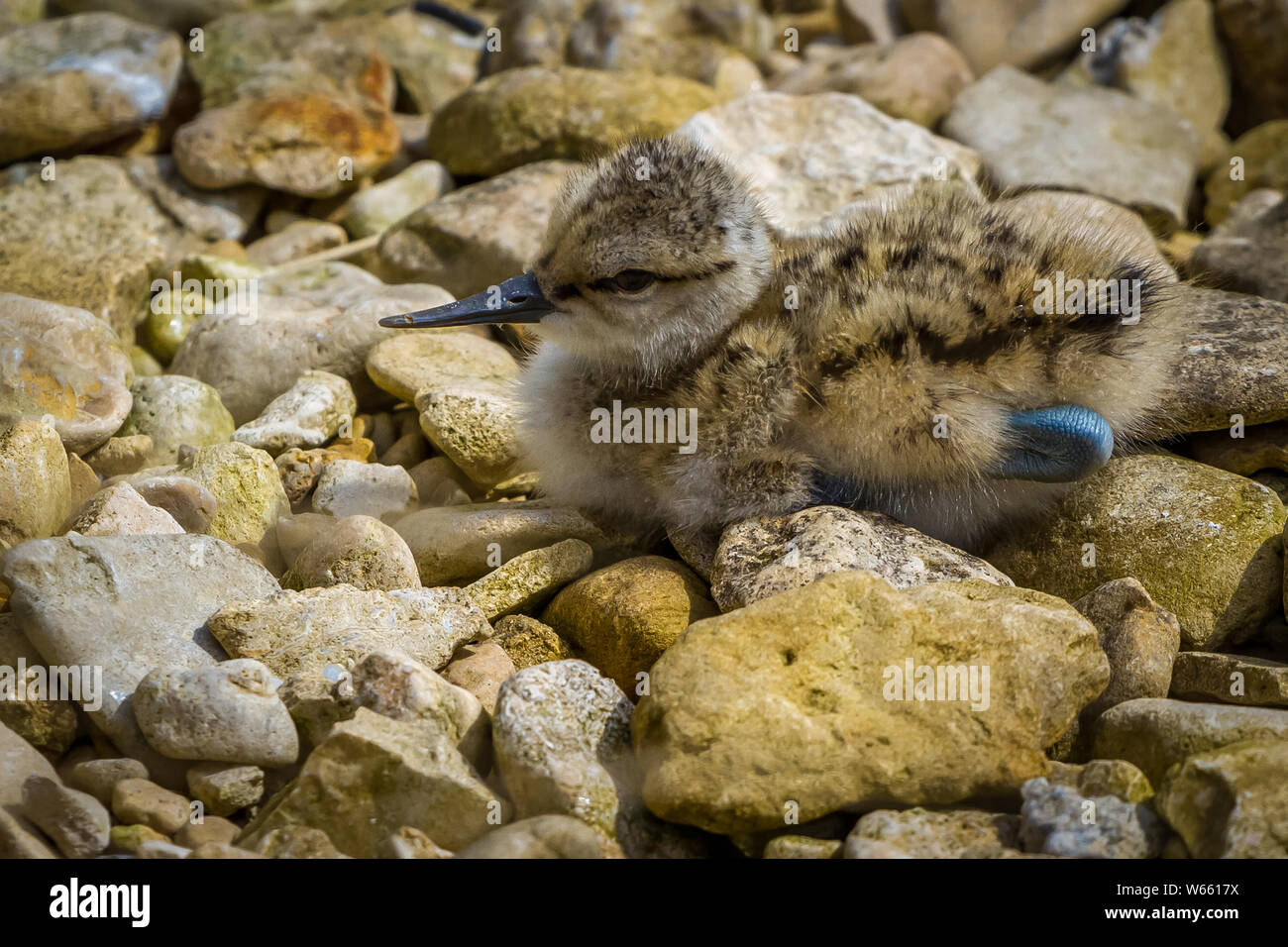 Avocet chick at Slimbridge Stock Photo