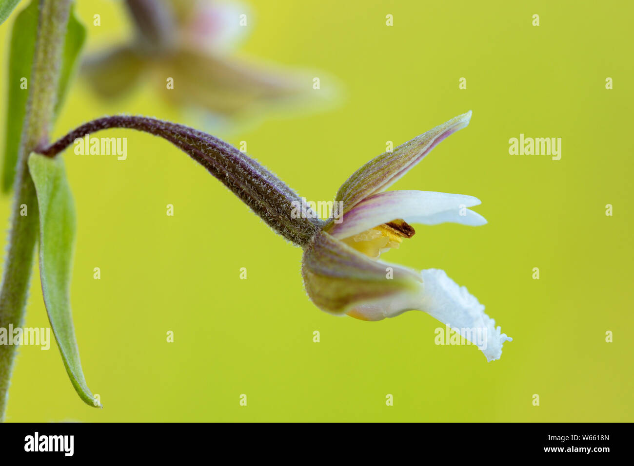 Marsh helleborine, blossom, july, Grassau, Bavaria, Germany, (Epipactis palustris) Stock Photo