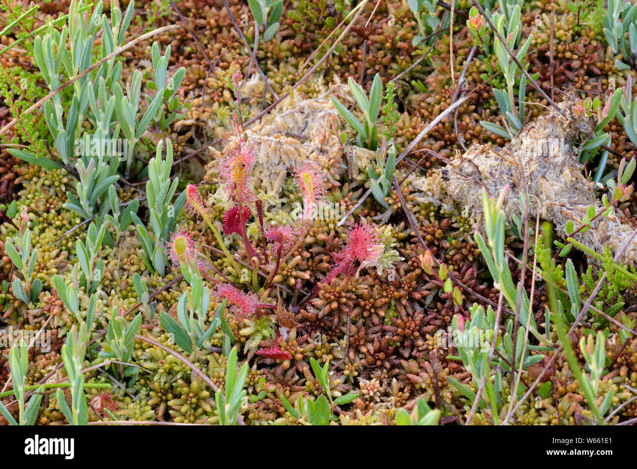 Great sundew, july, Grassau, Bavaria, Germany, (Drosera anglica) Stock Photo