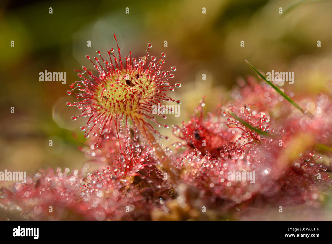 Round-leaved sundew, july, Grassau, Bavaria, Germany, (Drosera rotundifolia) Stock Photo