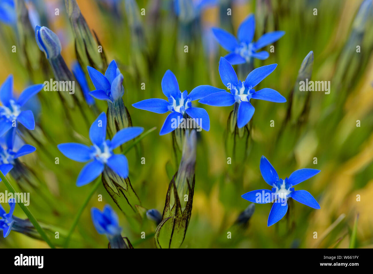 Spring gentian, blossoms, july, Bavaria, Germany, (Gentiana verna) Stock Photo
