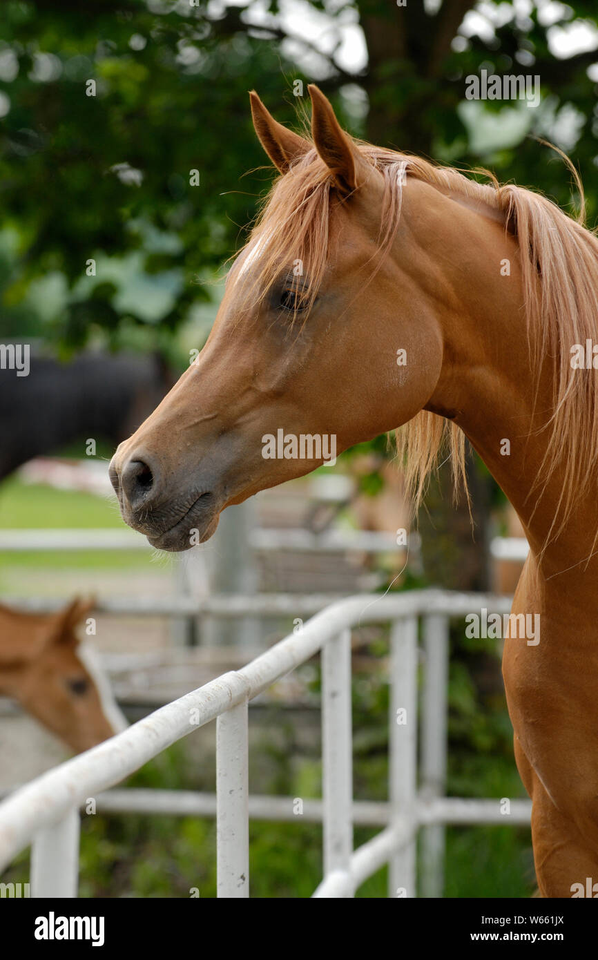 chestnut Arabian horse mare Stock Photo