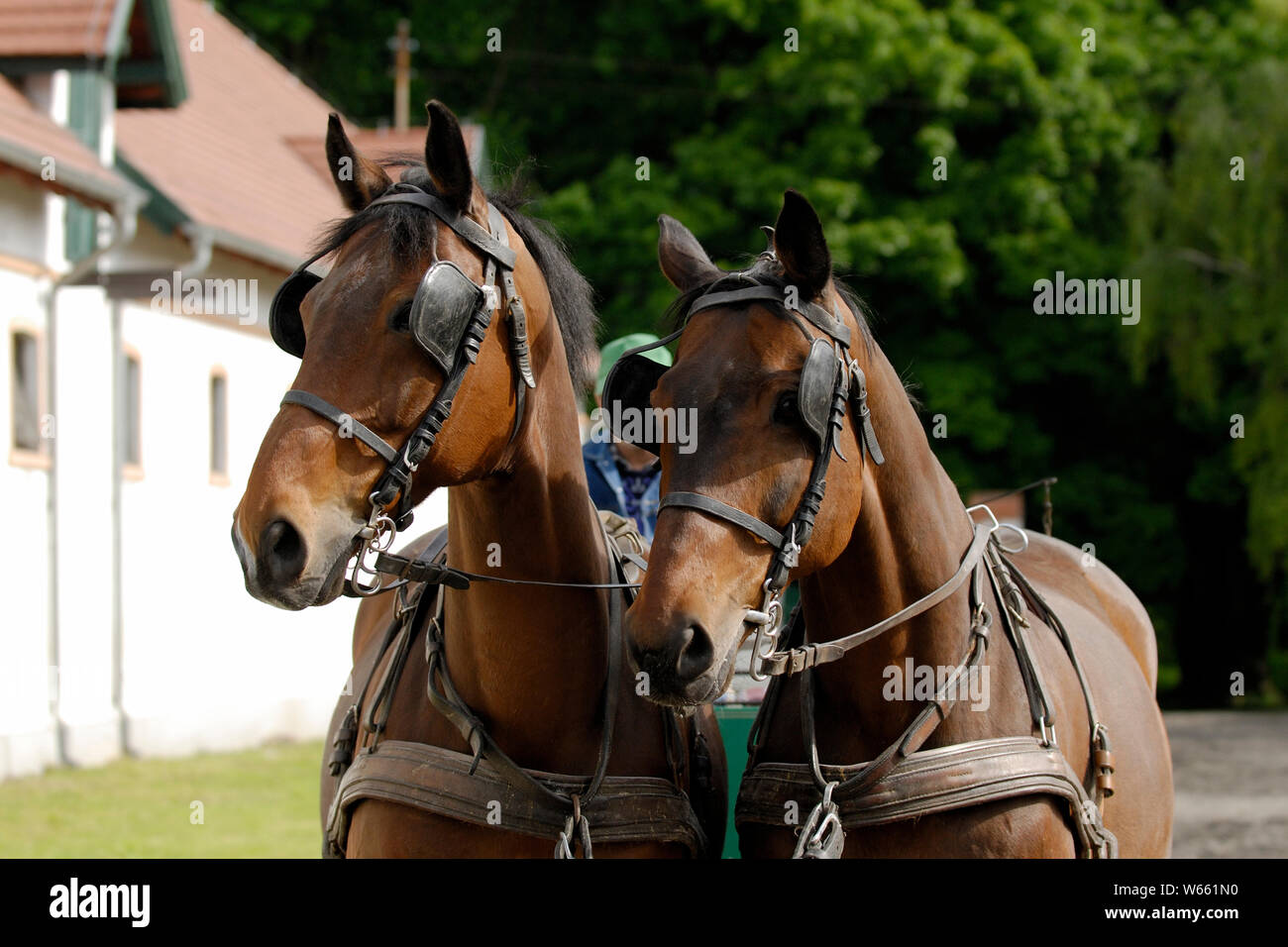 Wielkopolski horses pulling carriage Stock Photo