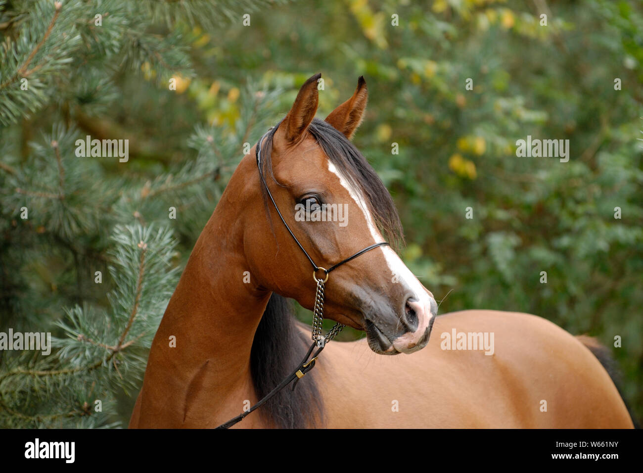 brown Arabian horse mare with Showholster Stock Photo