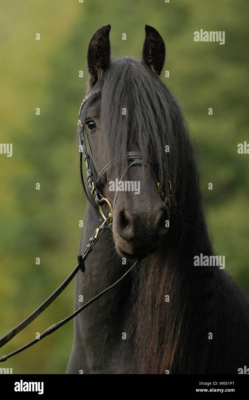 Frisian horse, stallion with snaffle Stock Photo