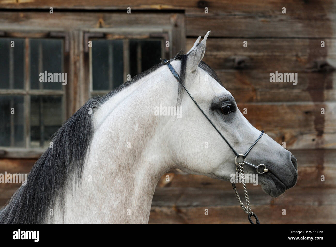 grey Arabian horse stallion with showholster Stock Photo