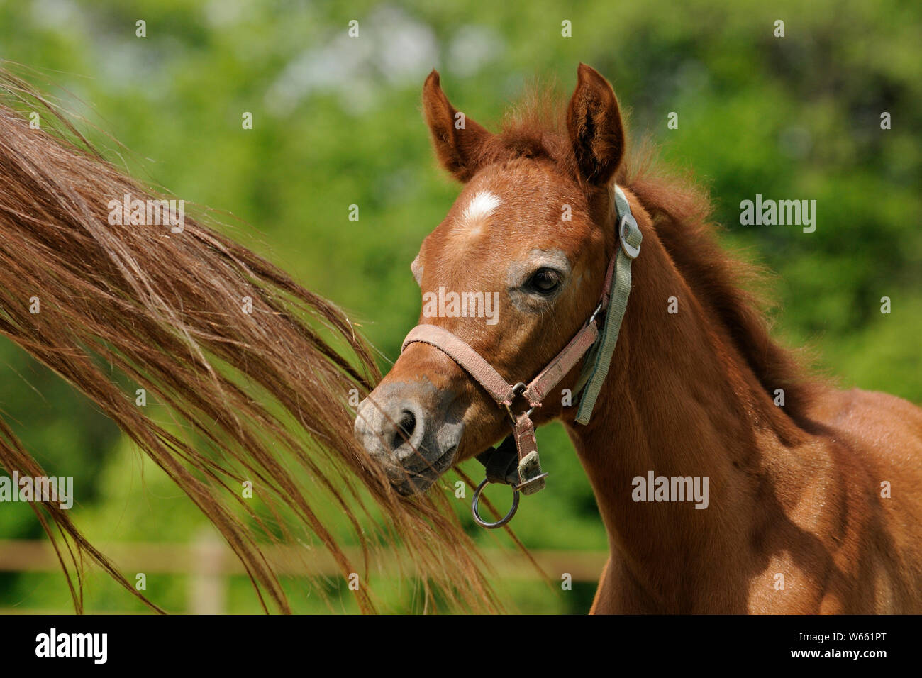 chestnut Arabian horse foal, standing next to mothers tail Stock Photo