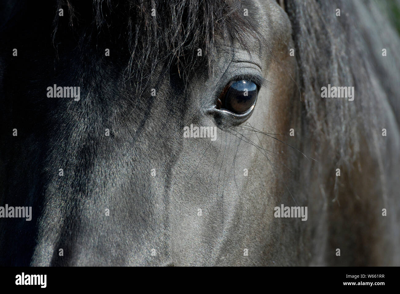 Arabian horse, black mare Stock Photo