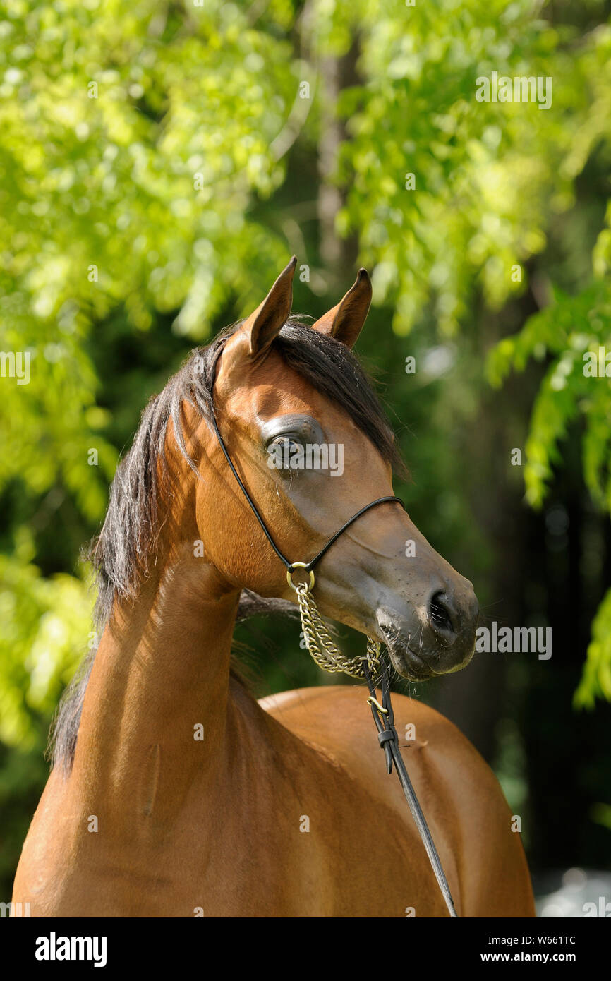 Arabian horse, young brown mare with Showholster Stock Photo