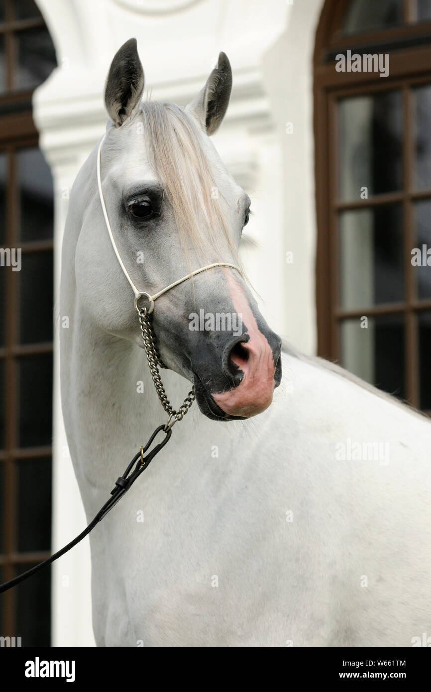 white Arabian horse, stallion with showholster Stock Photo
