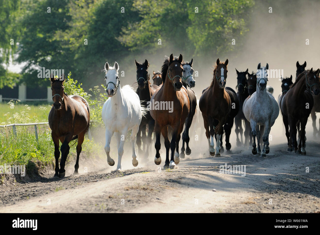 Arabian horse and Anglo-Arab Horse, mares herd on the way to the pasture Stock Photo