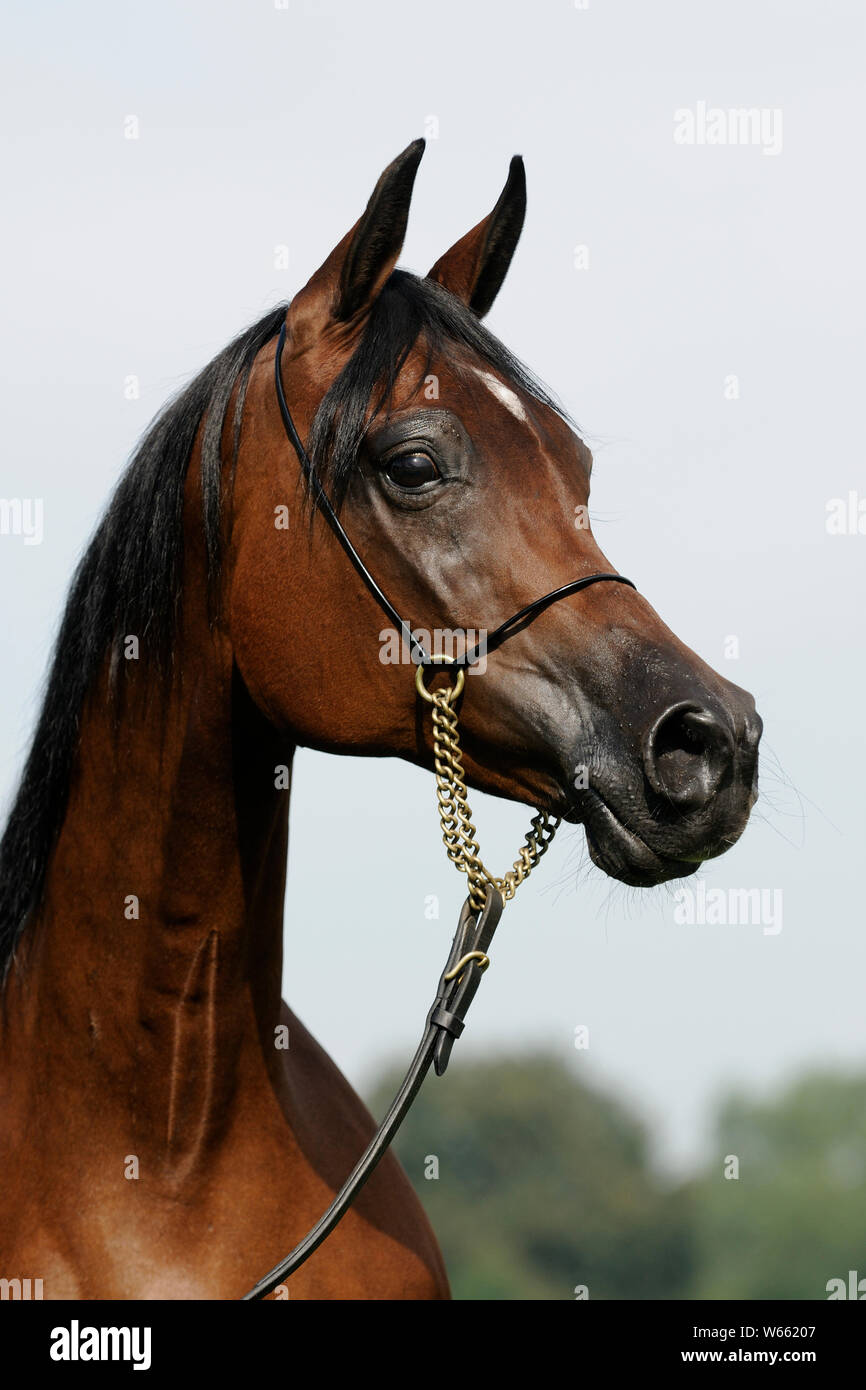 Brown Arabian Horse Mare With Showholster Stock Photo Alamy