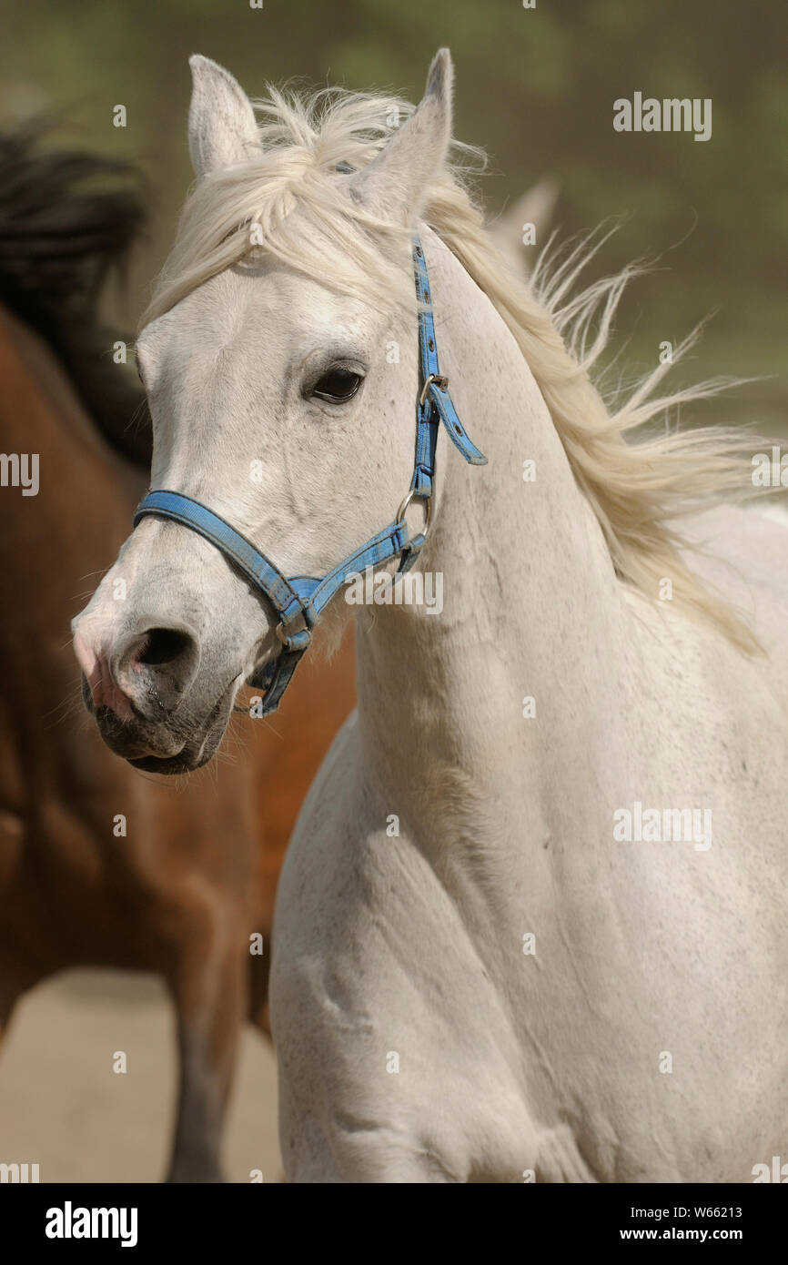 Arabian horse, galloping mare in the dust Stock Photo