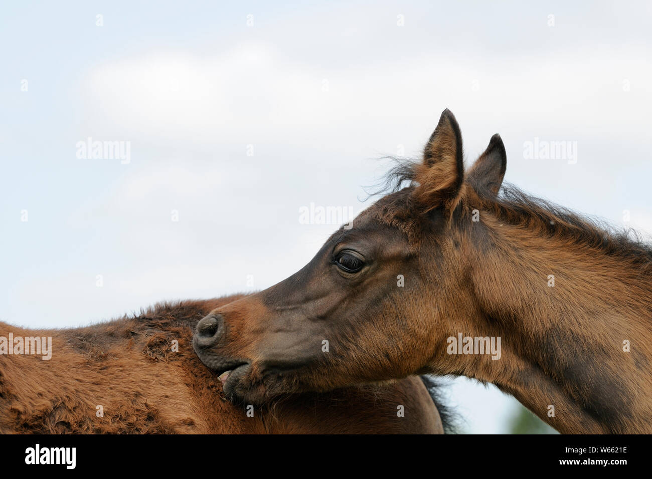 Arabian horse foal nibbling flank of another foal Stock Photo