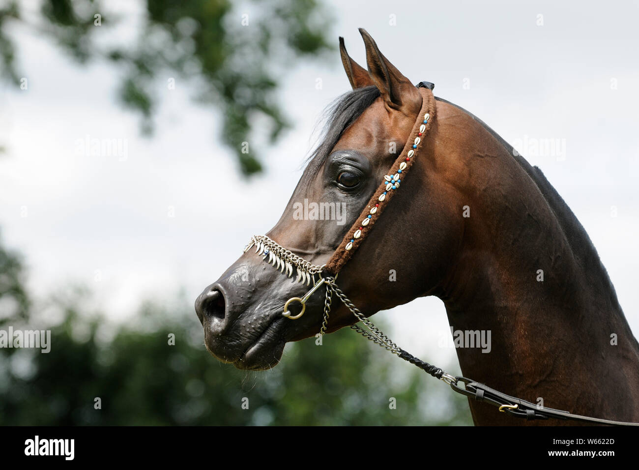 brown Arabian horse, stallion with showholster Stock Photo