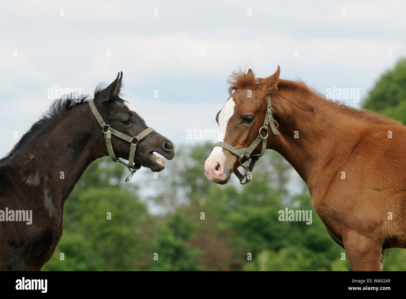 Arabian horse, two foals Stock Photo