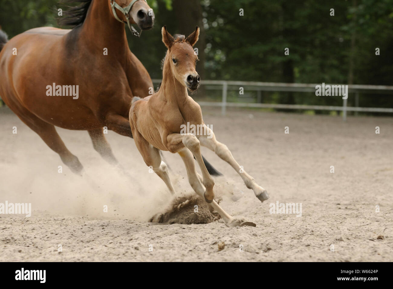 Arabian horse, mare with colt galloping in paddock Stock Photo