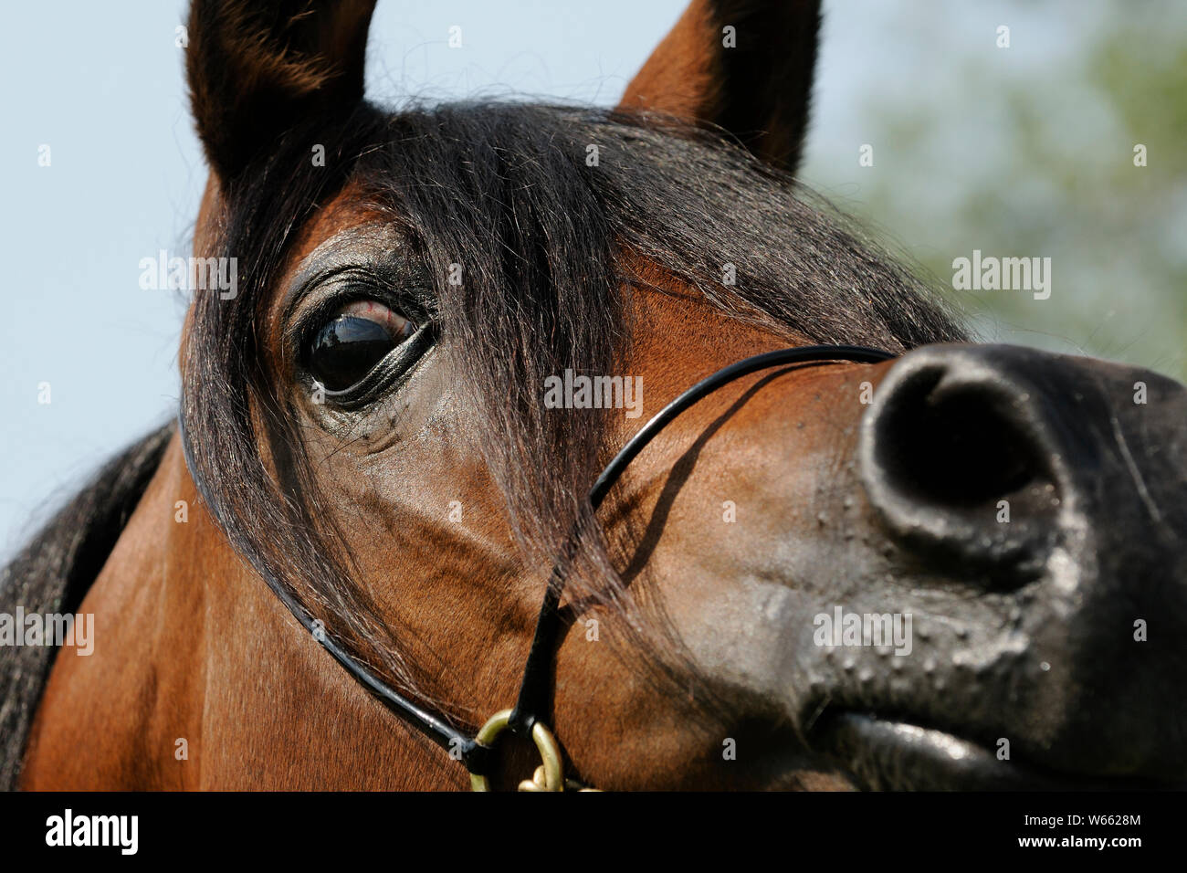 Arabian horse, brown mare Stock Photo
