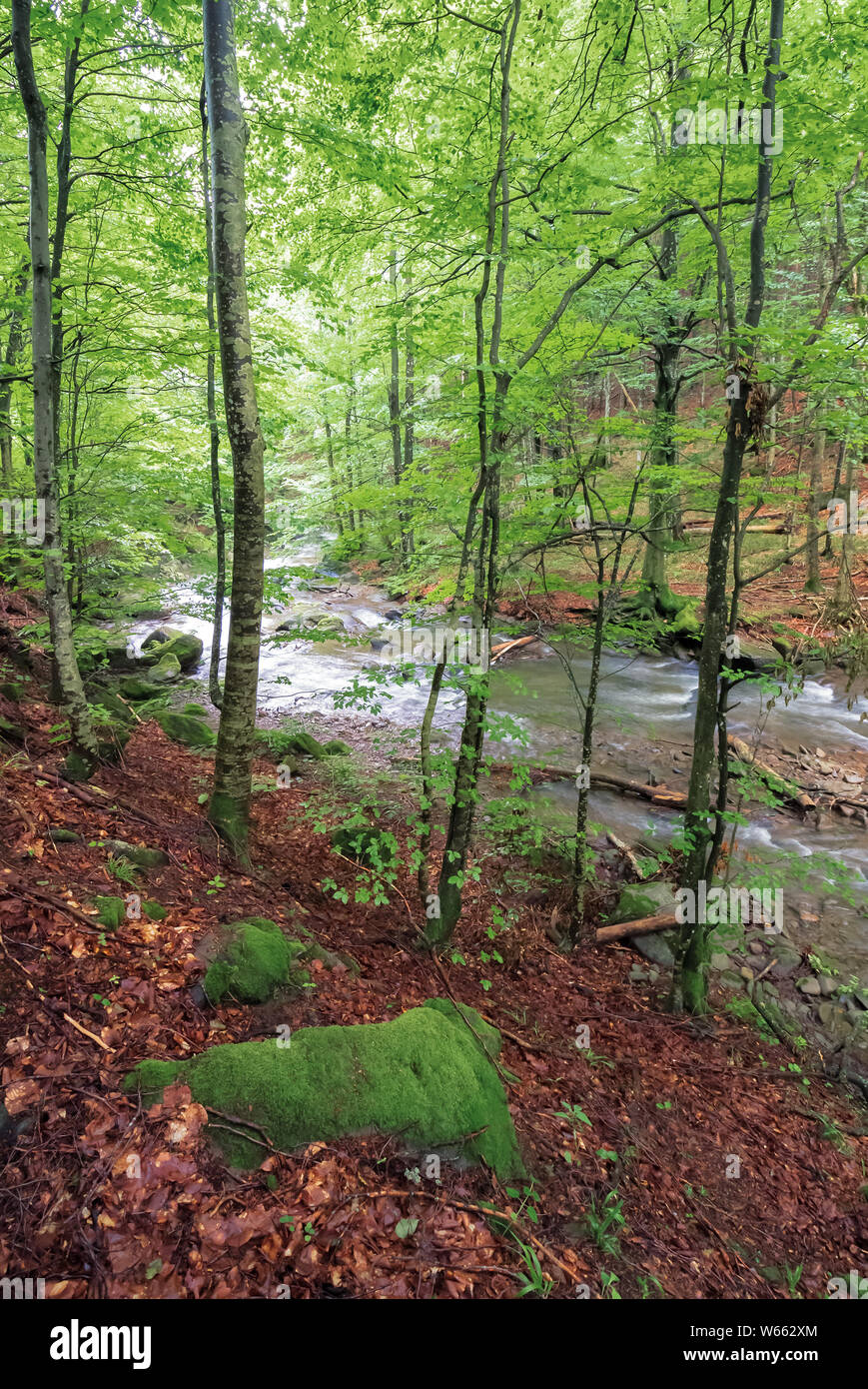 rapid mountain river in beech forest. beautiful nature scenery in ...