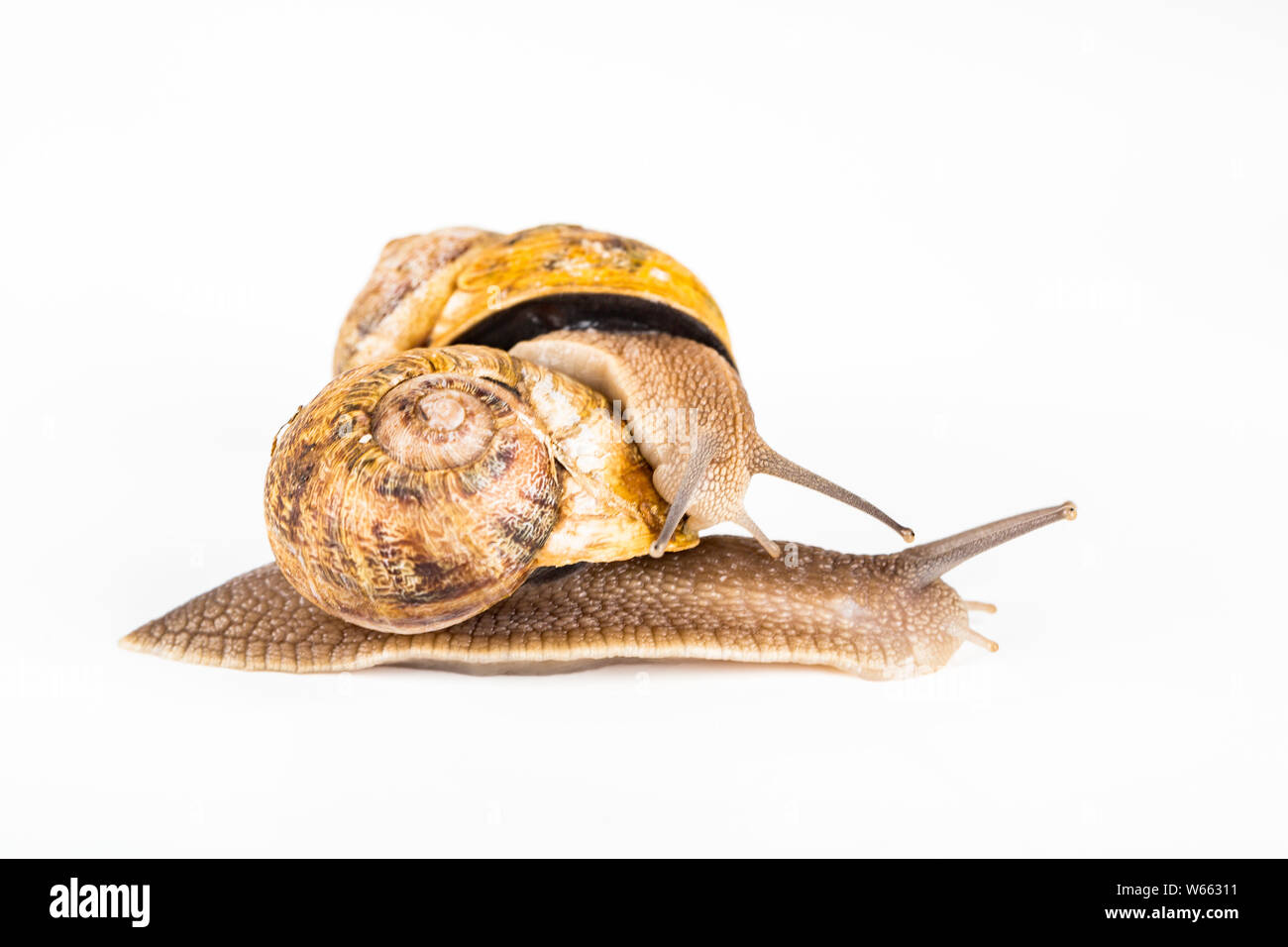 Two big brown snails at reproduction time, on white background Stock Photo Alamy