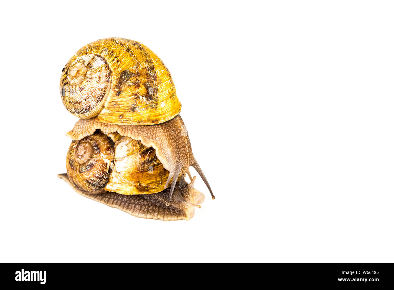 Two big brown snails at reproduction time, on white background Stock Photo Alamy