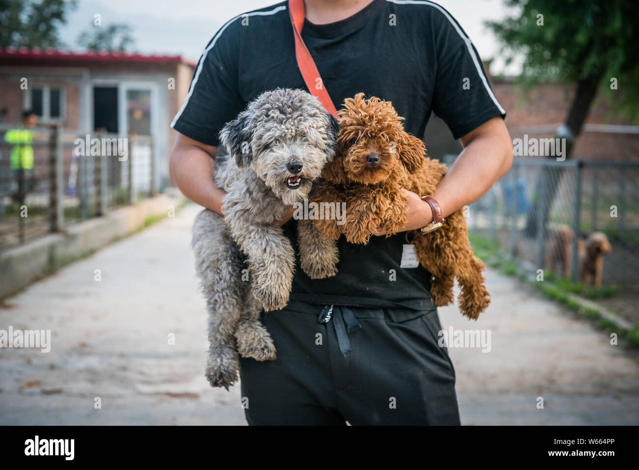 pet boarding and training