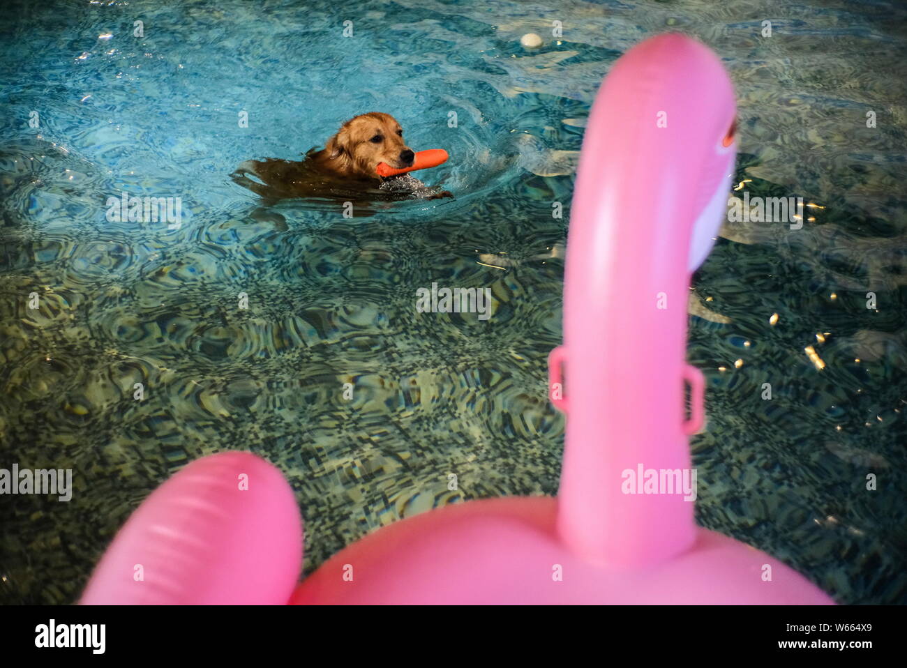 A pet dog swims in a swimming pool at pet hotels to escape summer summer heat wave in Beijing, China, 14 July 2018.   Many pet owners have taken their Stock Photo