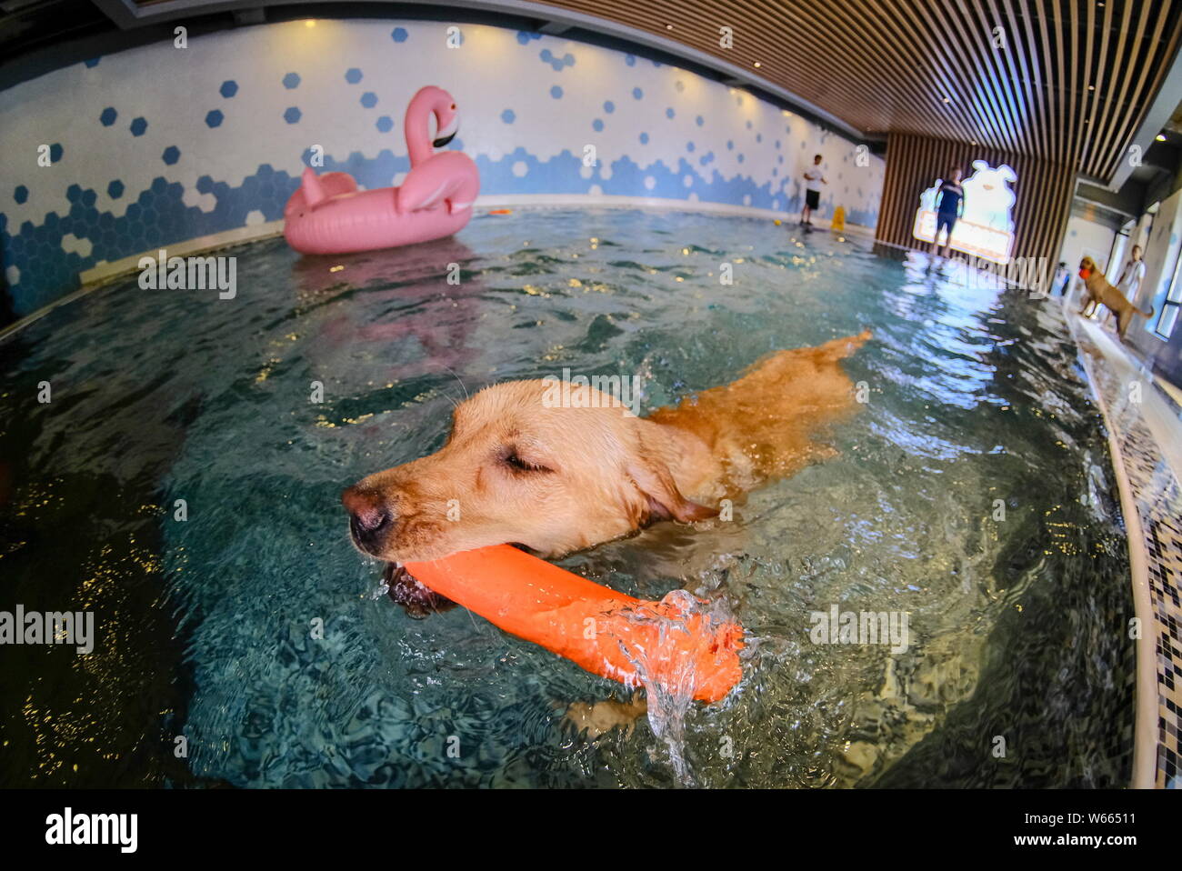 A pet dog swims in a swimming pool at pet hotels to escape summer summer heat wave in Beijing, China, 14 July 2018.   Many pet owners have taken their Stock Photo