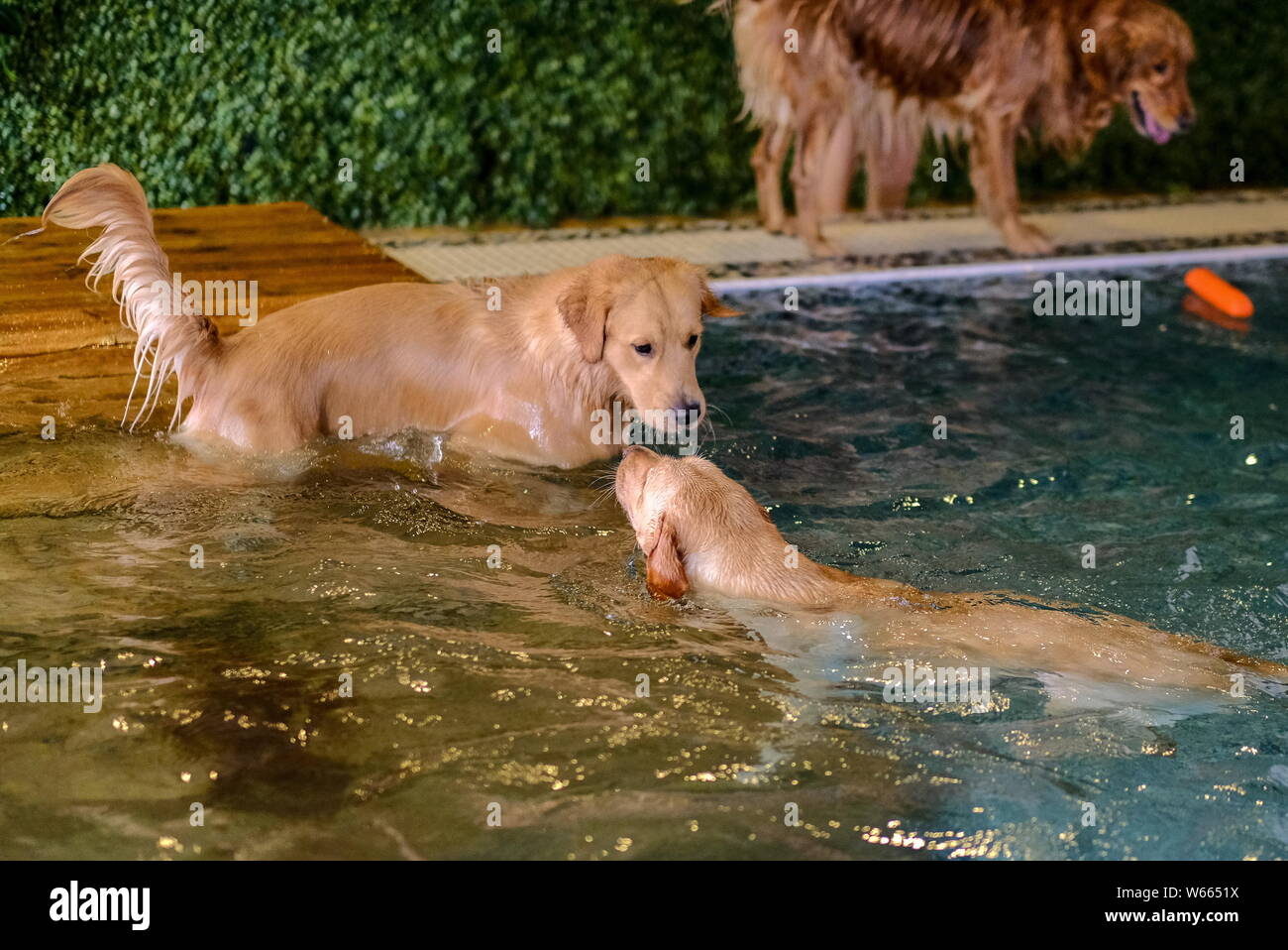 Pet dogs swim in a swimming pool at pet hotels to escape summer summer heat wave in Beijing, China, 14 July 2018.   Many pet owners have taken their d Stock Photo