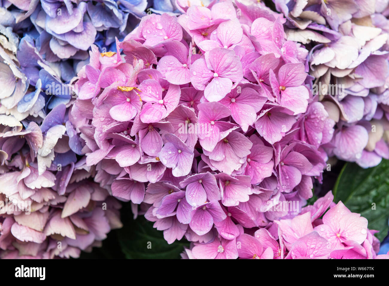 Close up of pink and mauve Hydrangeas Macrophylla Stock Photo