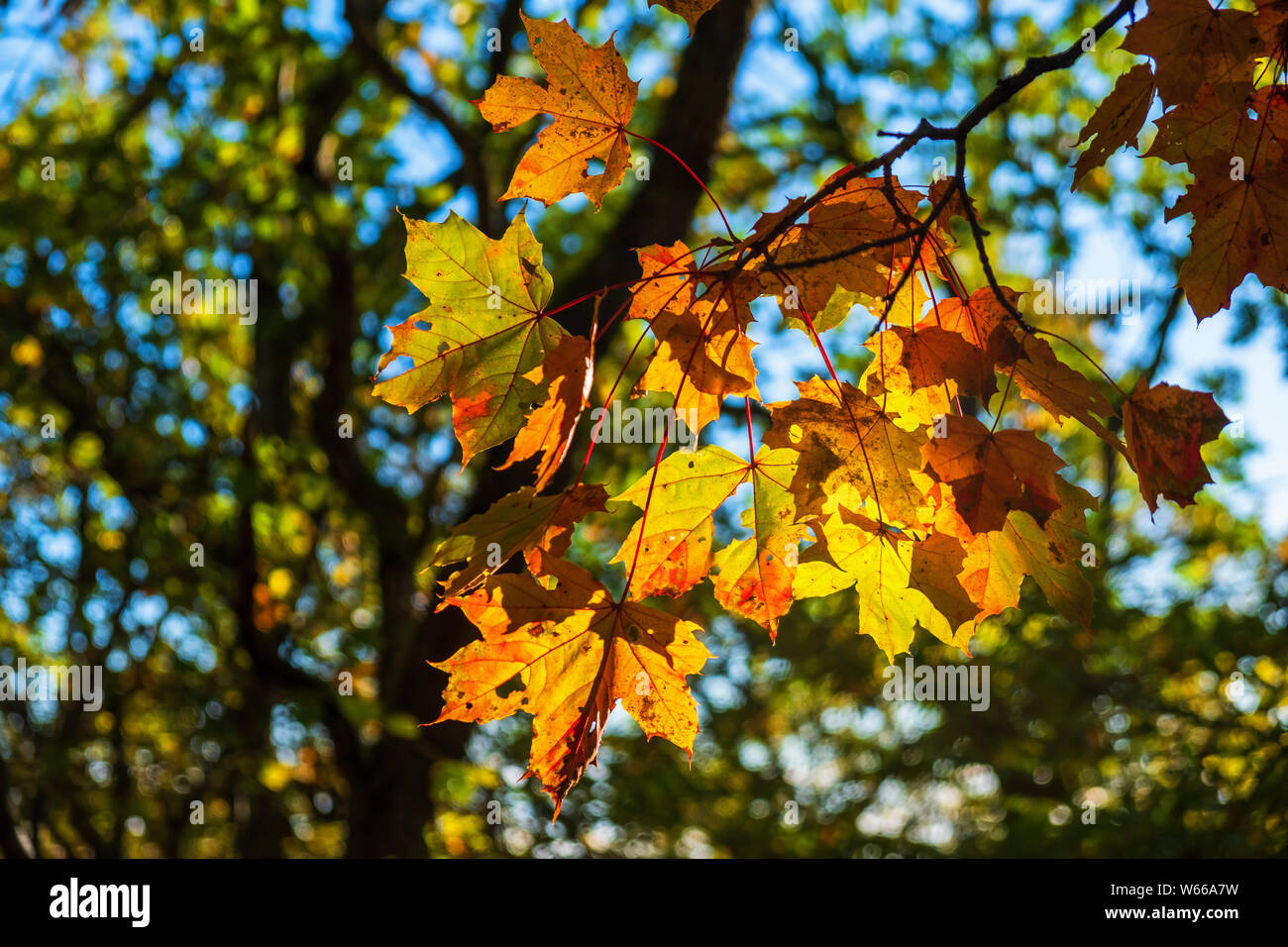 Maple leafs with sun shining through the leafs Stock Photo