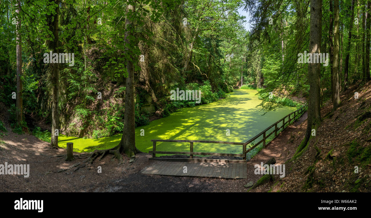 Romantic lake covered with green duckweed in the forest Stock Photo